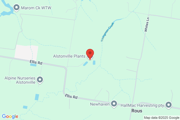 Alstonville Palms