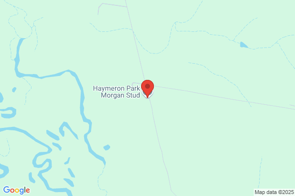 Haymeron Park Morgan Stud