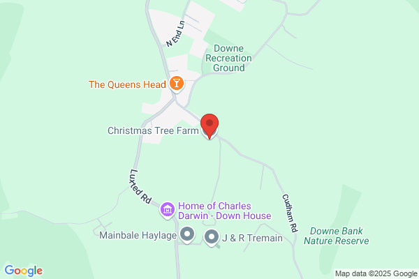 Christmas Tree Farm