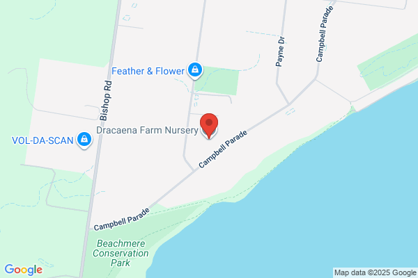 Dracaena Farm Nursery