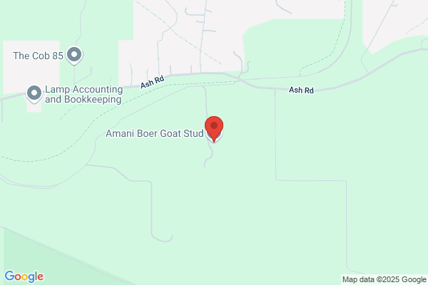 Amani Boer Goat Stud