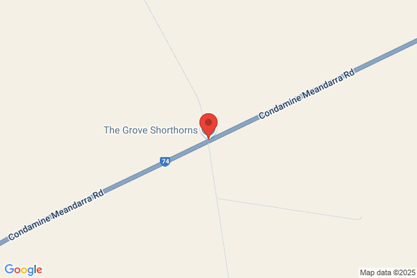 The Grove Shorthorns