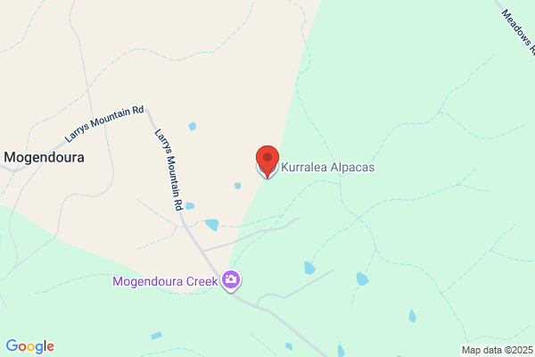 Currajah Alpacas