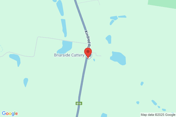 Absolutely Fabulous Briarside Cat Boarding Centre