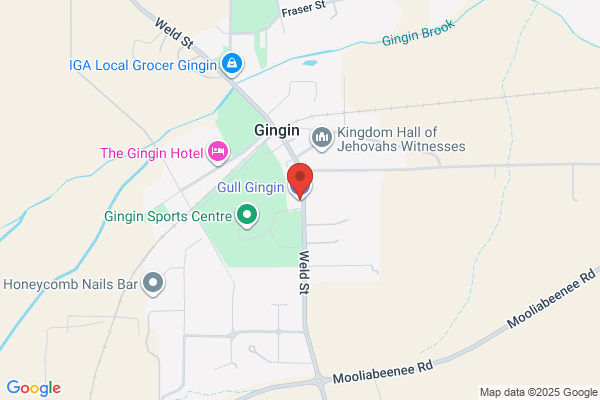 Gull Gingin