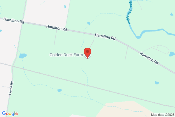 Golden Duck Farm