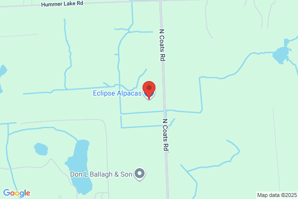 Eclipse Alpacas