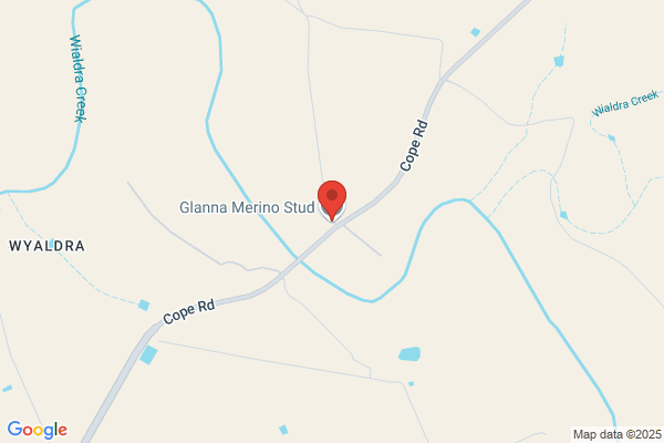 Glanna Merino Stud