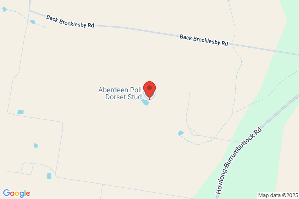 Aberdeen Poll Dorset Stud