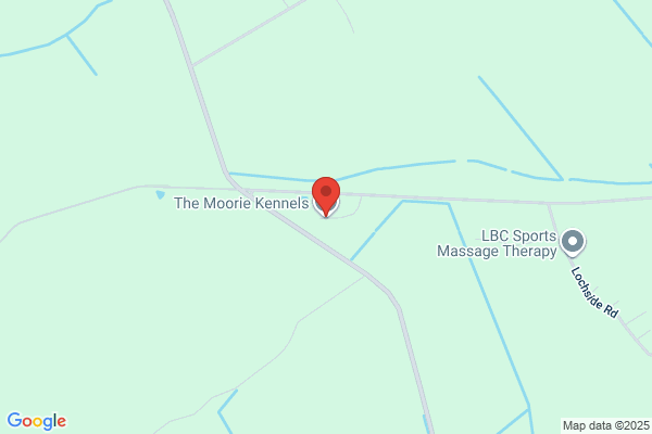 Collie - Derloch Kennels