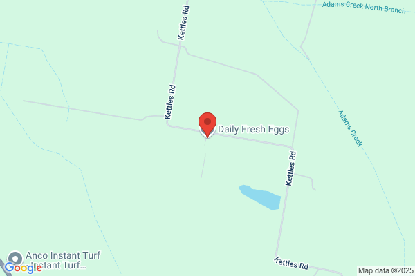 Daily Fresh Eggs