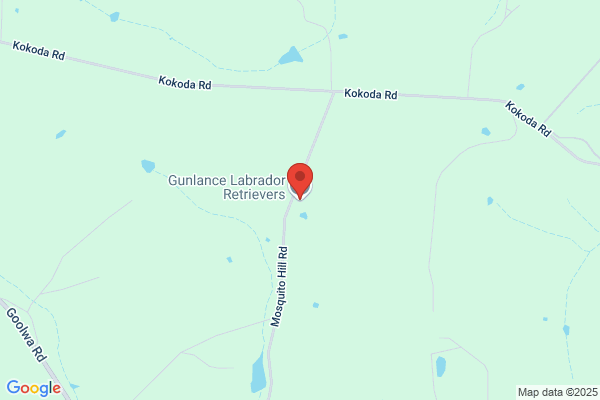Gunlance Labrador Breeders