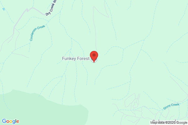 Funkey Forest