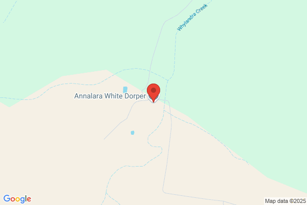 Annalara White Dorper Stud