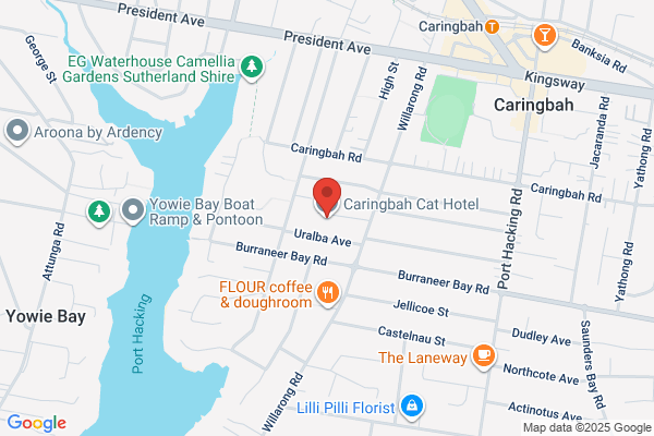 Bundeena Cattery