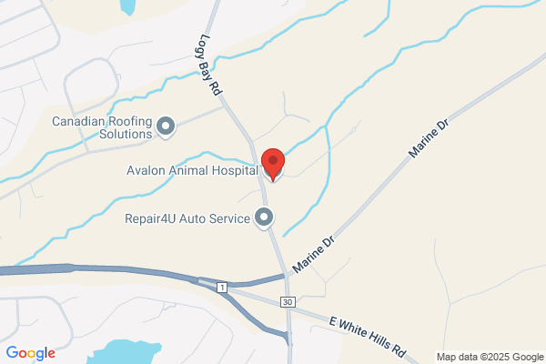Avalon Vet Clinic