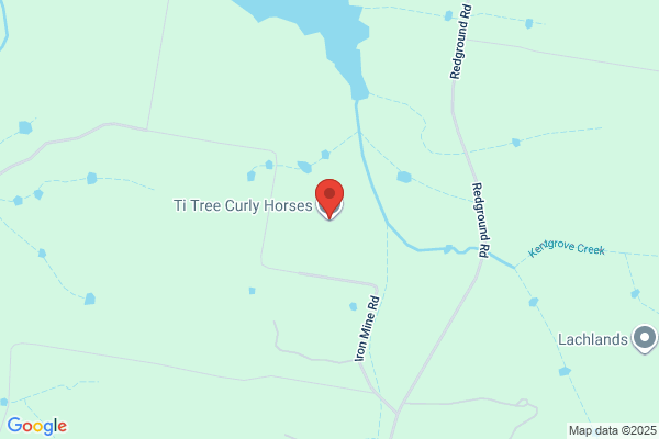 Australian Curly Horse Stud