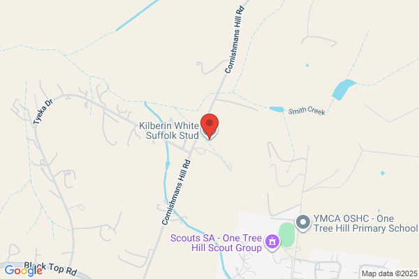Kilberin White Suffolk Stud