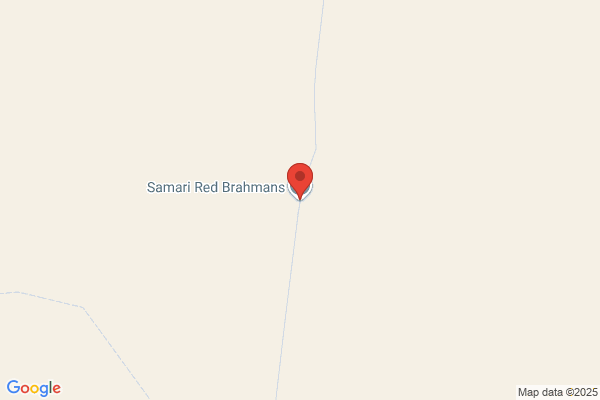 Samari Red Brahmans