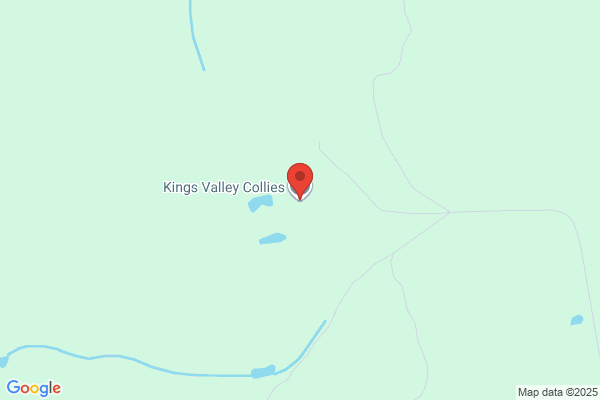 Kazjs Collie Kennels