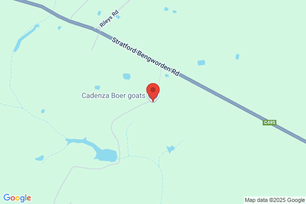 Cadenza Boer Goats