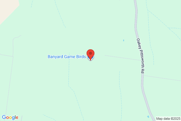 Banyard Game Birds