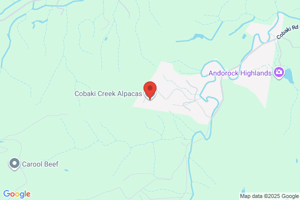 Cobaki Creek Alpacas