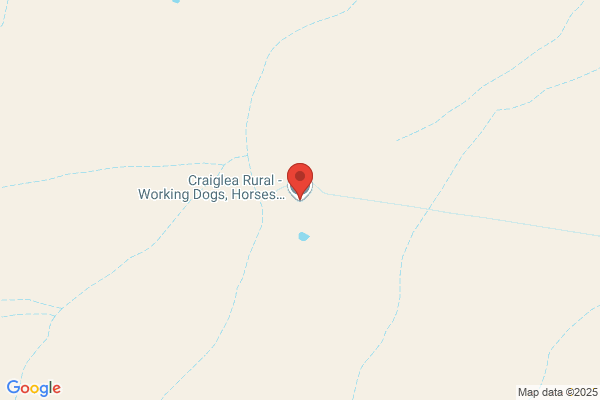 Escafeld Shetland Sheep Dogs