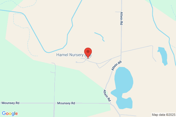 Hamel Nursery